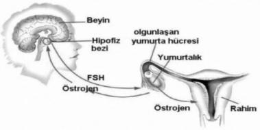 Östrojen Hormonu