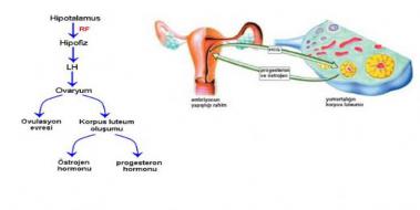 Östrojen Progesteron